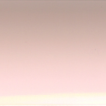 pink blossom